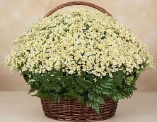 Цветочная композиция из Ромашки в корзине #REPLACE_PRED# Митькино